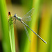 Leste dryade  (Lestes dryas)