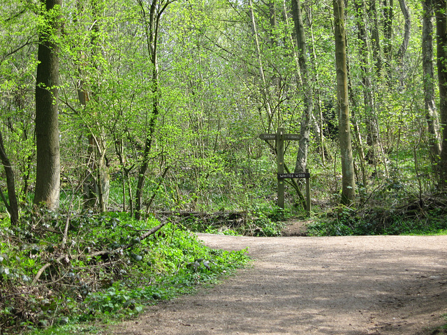 White’s Wood