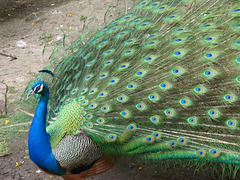 Pavo real