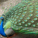 Pavo real