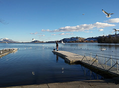 Dog on the dock