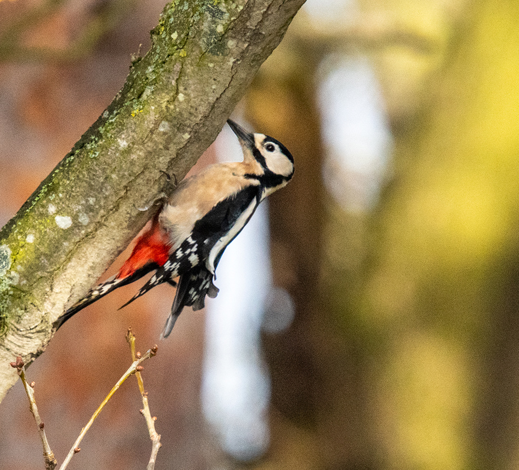 Great spotted woodpecker