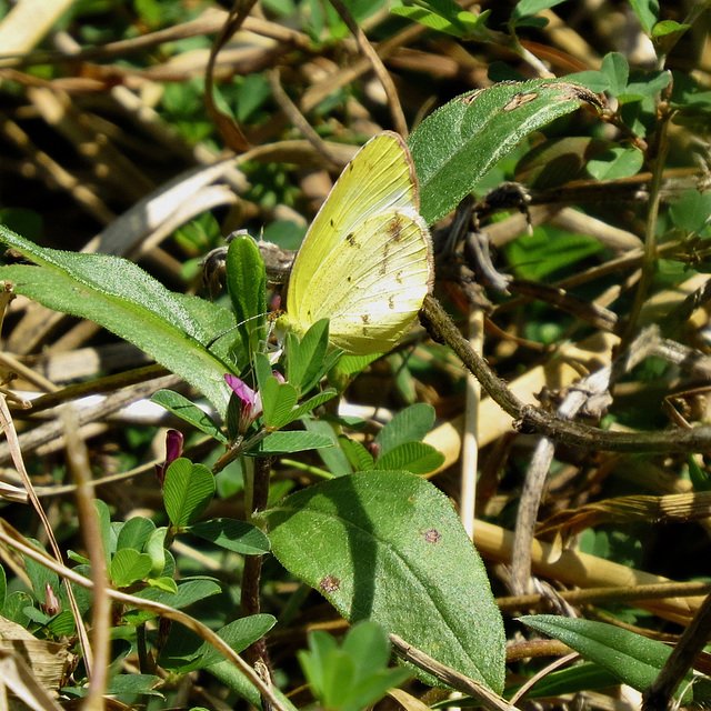 Little yellow butterfly