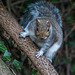 Squirrel2