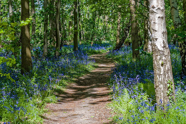 Bluebell woods at Burton rspb