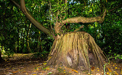 Tree stump