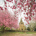 Through the blossom trees.. St.Peter and St.Pauls - Eckington.. p.i.p