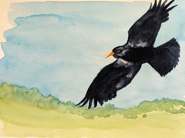 Chough