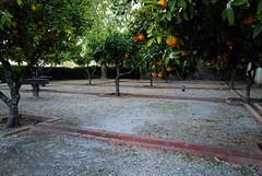 Alvito, Castelo-pousada, Orange grove