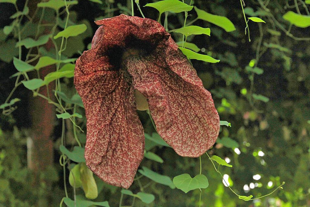 Pfeifenblume (Aristolochia)