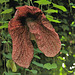 Pfeifenblume (Aristolochia)