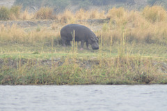 Hipopotamo. Ĉobe Nacia Parko