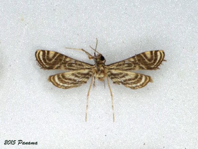 P134 Aulacodes traversalis