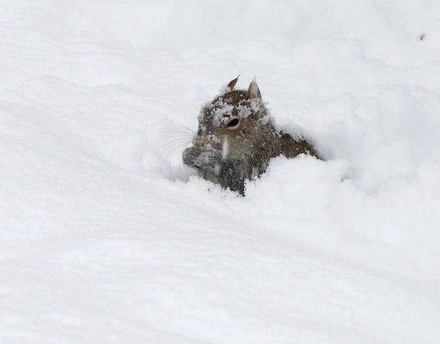 Snow can warm, too!