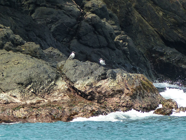 Laughing Gulls, Little Tobago trip, Day 3