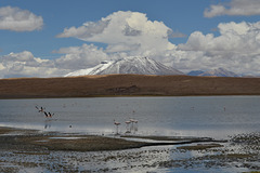 Bolivian Altiplano, Laguna Cañapa and James's Flamingos