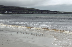 Sanderlings on the shore