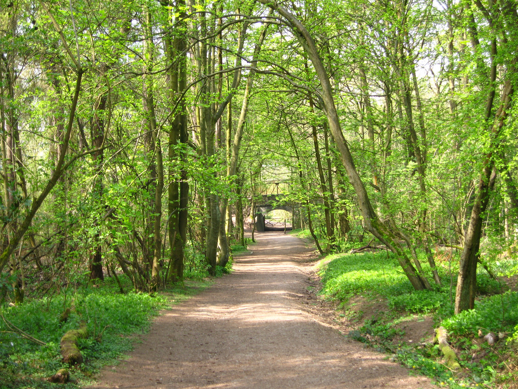 Path in White’s Wood looking towards the bridge carrying the disused railway