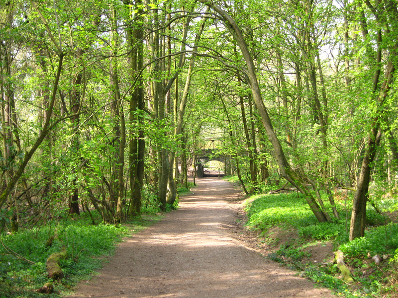 Path in White’s Wood looking towards the bridge carrying the disused railway