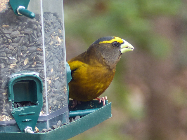 Day 9, Evening Grosbeak male