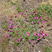 Dianthus carthusianorum - Kartäuser-Nelke, Oiellet des Chartreux