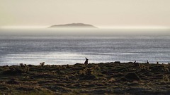 Rabbits & Mist, Skokholm Island