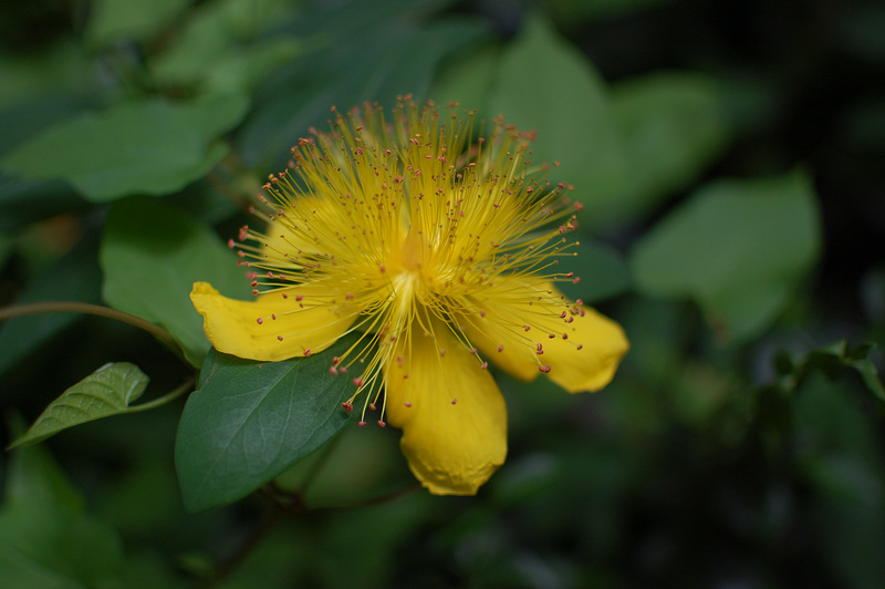 flower in the shade