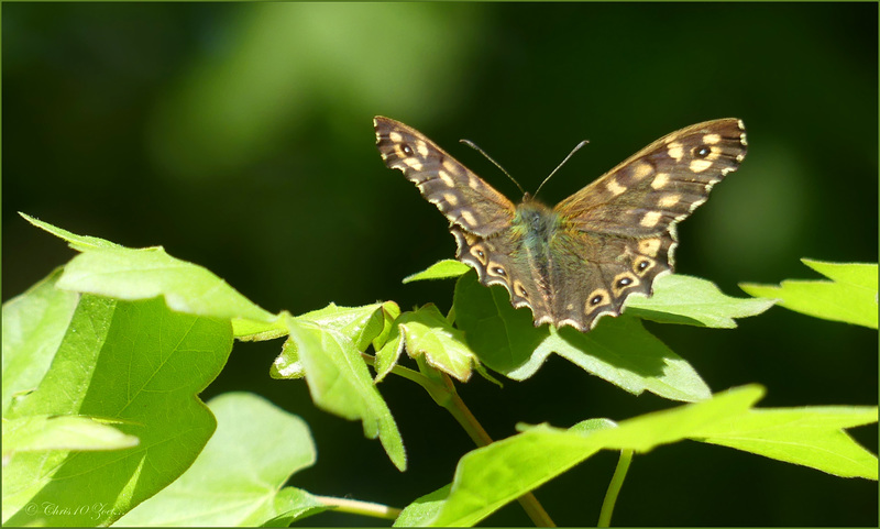 Speckled Wood ~ Bont zandoogje (Pararge aegeria)... 1