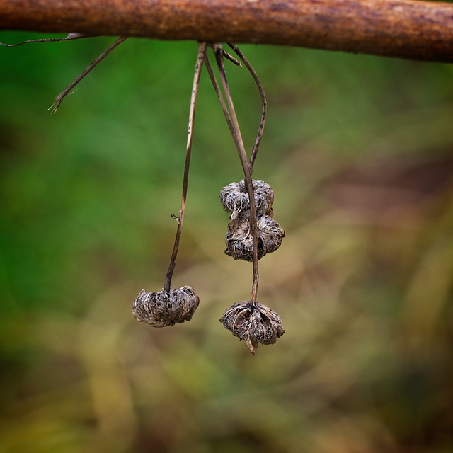 Dead Flowers