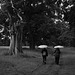 Sentinel tree and umbrellas in the rain