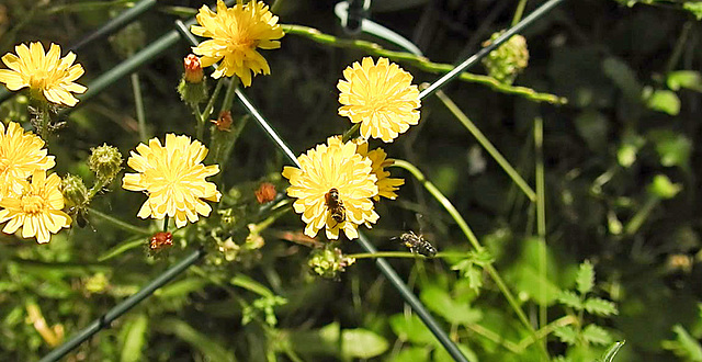 20230620 1049bCPw [D~LIP] Kleinköpfiger Pippau (Crepis capillaris), Insekt, Bad Salzuflen