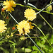 20230620 1049bCPw [D~LIP] Kleinköpfiger Pippau (Crepis capillaris), Insekt, Bad Salzuflen