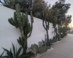 Cactus contre clôture / Cactus contro la recinzione
