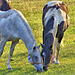 horses tender moment