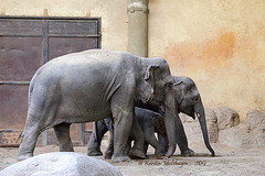 Elefantenkinder (Hagenbeck)