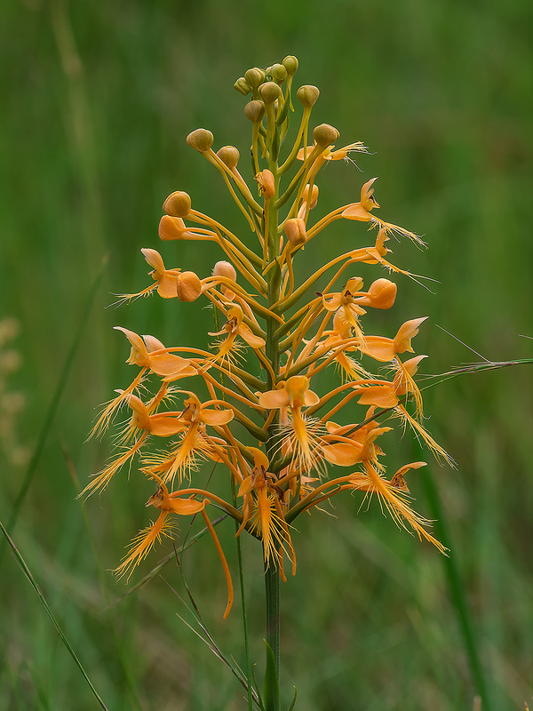 Platanthera ciliaris (Yellow Fringed orchid)