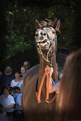 The Parade Ring.