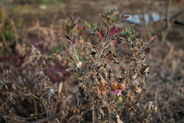 Decaying daisy