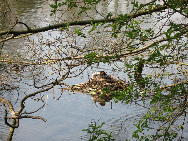 A Great Crested Grebe’s nest in The Great Pool at Himley Estate