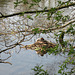 A Great Crested Grebe’s nest in The Great Pool at Himley Estate