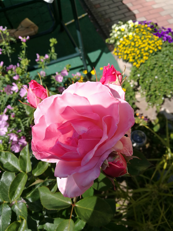 Rose mit drei Knospen