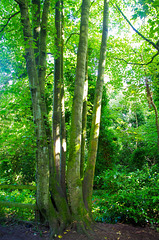 Trees in Eastham woods.