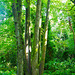 Trees in Eastham woods.