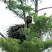 Bald Eagle chick.