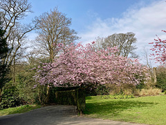 Cherry Blossom