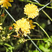 20230620 1049cCPw [D~LIP] Kleinköpfiger Pippau (Crepis capillaris), Insekt, Bad Salzuflen