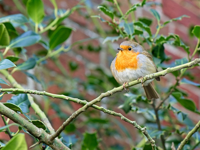 Just a Robin