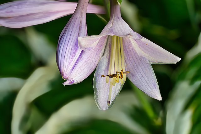 Hosta-Blüte