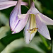 Hosta-Blüte