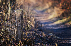 Baumstempel am Wege :)) Tree stamp on the path :)) Tampon d'arbre sur le chemin :))